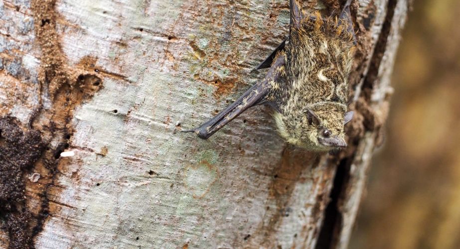 En nog meer beestjes